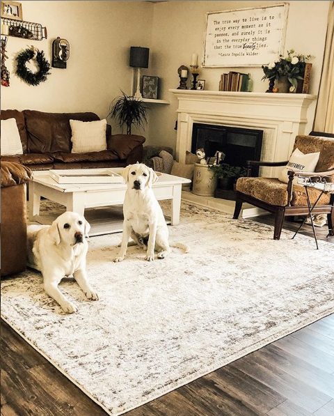 Pet Friendly Rug, Is Polypropylene Rugs Safe For Dogs