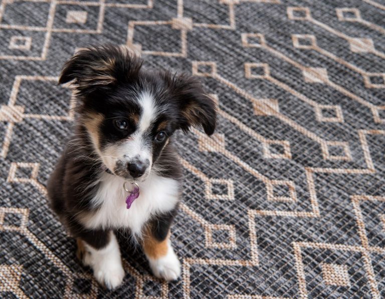 Pet Friendly Rugs